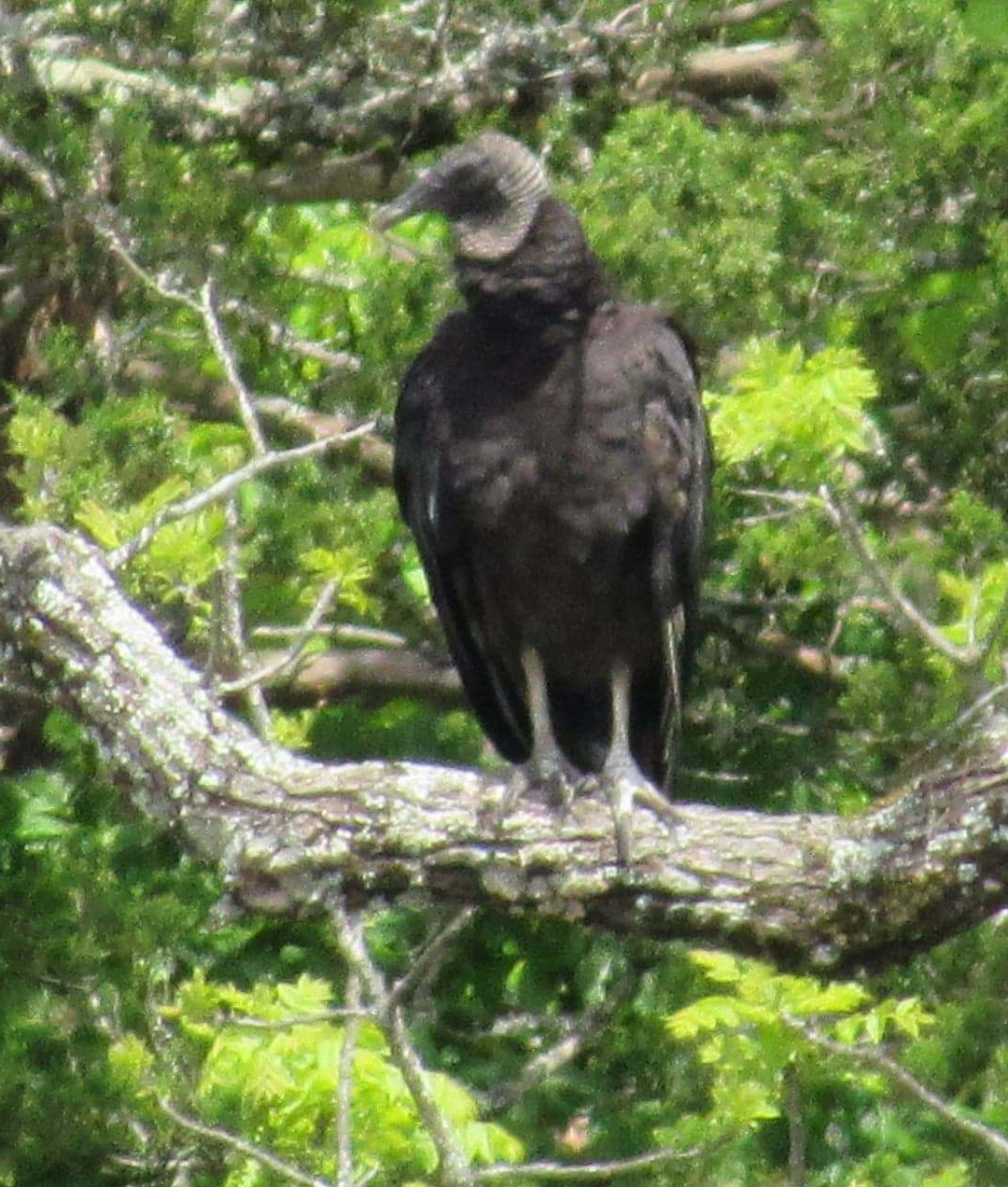 Black Vulture Roaring River State Park Cassville MO